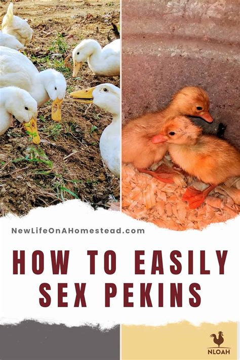 How To Easily Sex Pekin Ducks