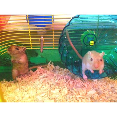 This is way to small of a cage for 2 gerbils but they are adorable ...