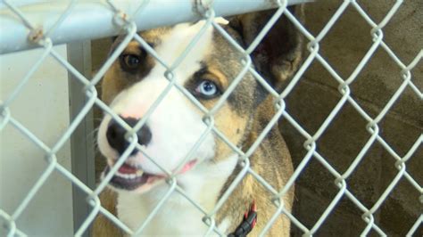 Animal Shelters Near Abilene Texas