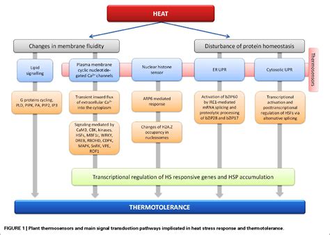 Figure 1 From Perspectives On Deciphering Mechanisms Underlying Plant