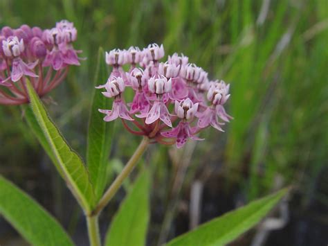 Asclepias Incarnata Swamp Milkweed Go Botany