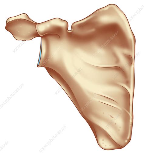 Scapula Anterior View Artwork Stock Image C010 7129 Science