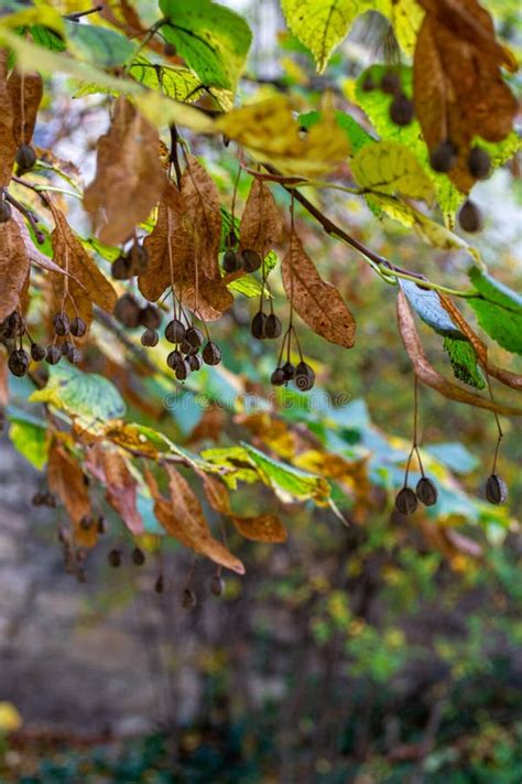 Dry Linden Seeds Hang on Tree Branches among Yellow and Green Leaves Stock Photo - Image of ...