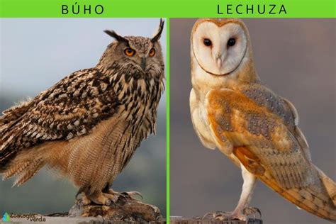 Búho vs Lechuza Cuáles son las diferencias Mascotario