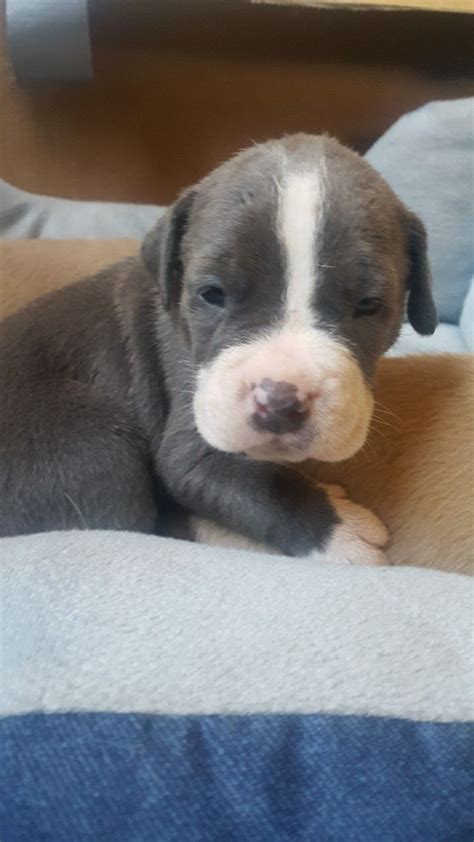 Can Puppies See At 3 Weeks Old