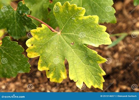 Close Up Of Vine Leaf With Chlorosis Disease Leaf Chlorosis Stock