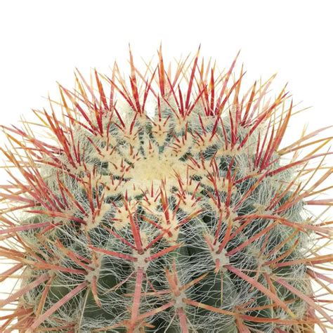 Ferocactus Stainesii Var Pilosus 23 Cm Cactaceae Giromagi Vendita