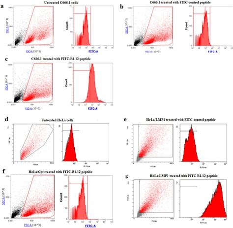 The Cellular Uptake Of Fitc Labeled B By C And Hela Cells