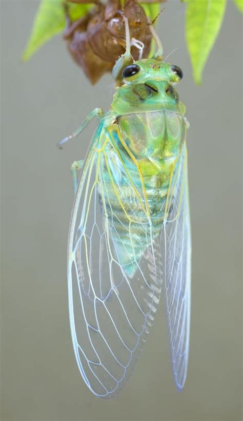 A Pretty Cicada Fresh Out Of Its Shell Cool Insects Beautiful Bugs