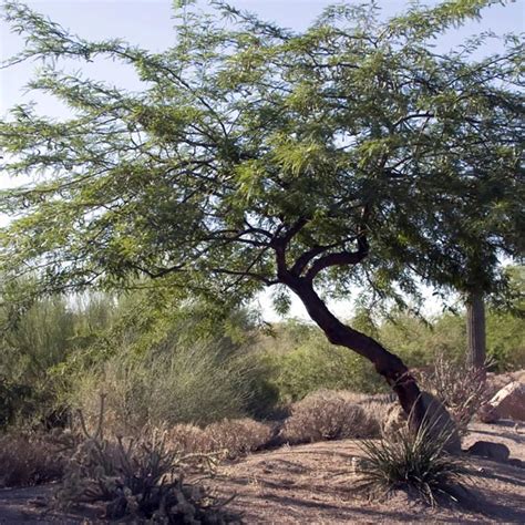 Chilean Mesquite (Prosopis chilensis) - MyGardenLife