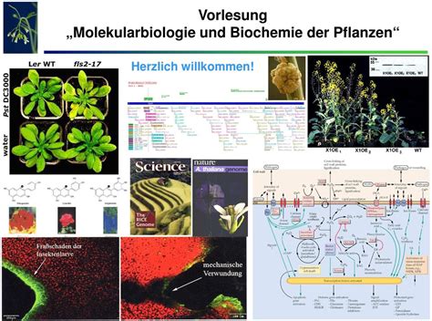 Vorlesung Molekularbiologie Und Biochemie Der Pflanzen Herzlich