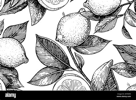 Hand Drawn Ink Sketch Vector Illustration Of Lemon Citrus In Engraving Style Vector