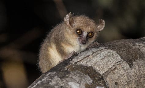 The Madame Berthe's Mouse Lemur | Critter Science