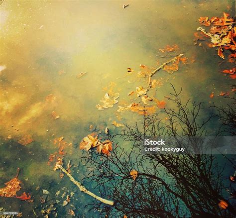 Abstract Nature Puddle Reflection Stock Photo Download Image Now