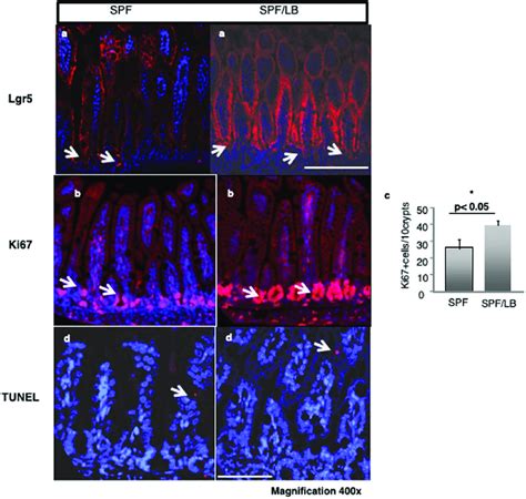 Maternal LB Modulates Intestinal Epithelial Cell Proliferation In