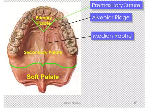 Hard and soft palate | PPTX