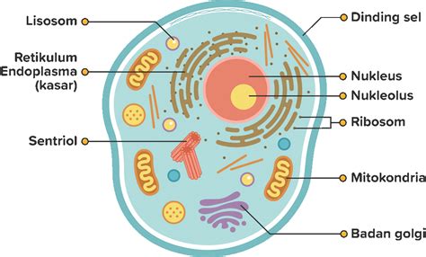 belajar tentang sel hewan  biologi