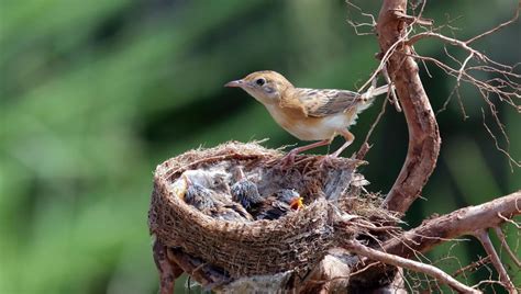 El impacto de los humanos afecta los hábitats de las aves