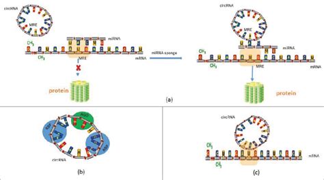 The Main Function Of Circrna A Circrna Acts As Mirna Sponge B