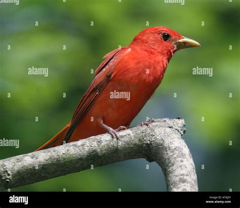 Summer tanager male Stock Photo - Alamy