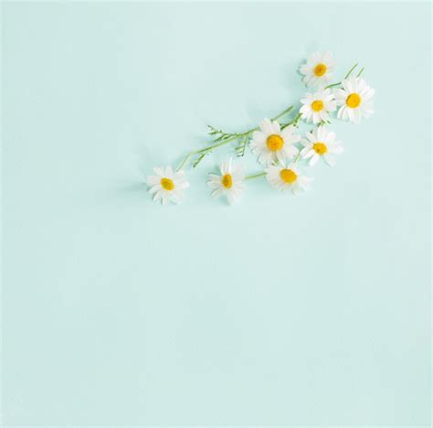 Premium Photo | White daisies on a blue background