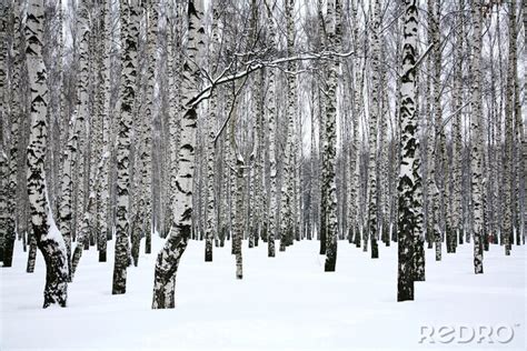 Poster Weißer Schnee auf Birken nach Maß myredro de