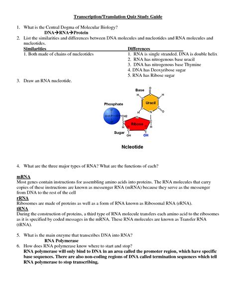 Dna Transcription Translation Worksheet Key