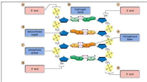 The Following Diagram Depicts The Molecular Structure Of Dna Wiring