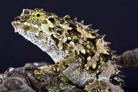 Spiny Chameleon Trioceros Laterispinis Stock Image Image Of Unique