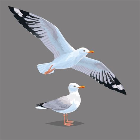 Premium Vector Realistic Bird Seagull Isolated On Grey Background