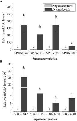 Frontiers Structural And Functional Characterization Of PR 4