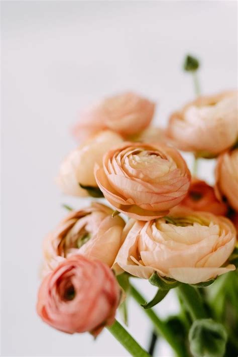 Pin by 현 소 on 빠른 저장 Ranunculus flowers Peach ranunculus Ranunculus