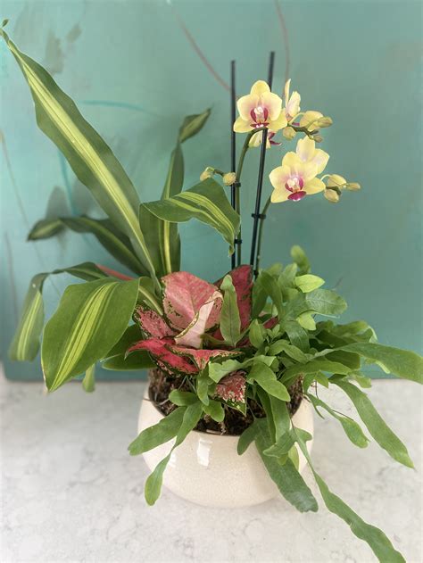 Maranta Red, Prayer Plant — The Tender Gardener
