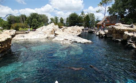 May 2021 Pacific Point Preserve California Sea Lions And Harbor Seals