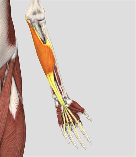 Anterior Compartment Forearm Intermediate Diagram Quizlet