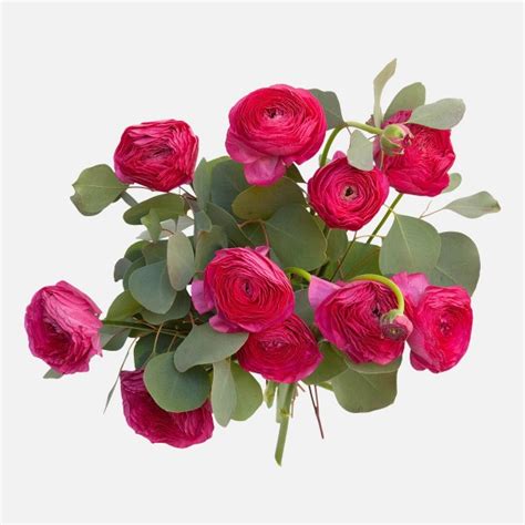 Bright Pink Ranunculus Bouquet - Flower Delivery NYC - plantshed.com