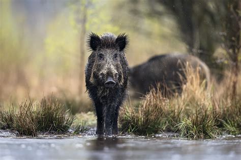 Wild Boar Eurasian Wild Pig Stock Photo Download Image Now Wild