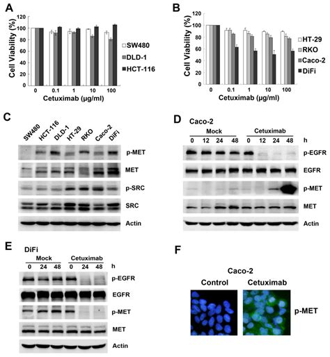 Ijms Free Full Text Cetuximab Induced Met Activation Acts As A