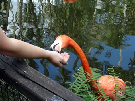 Fort Lauderdale, Florida: Flamingo Gardens and Wildlife Sanctuary