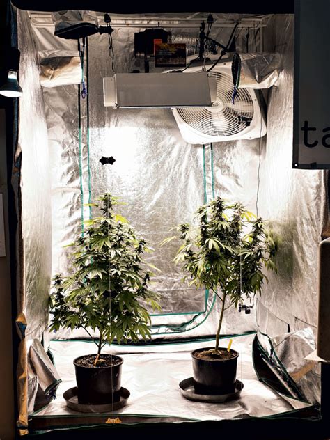 Cultivo Indoor De Cannabis Guia Completo Cannalize