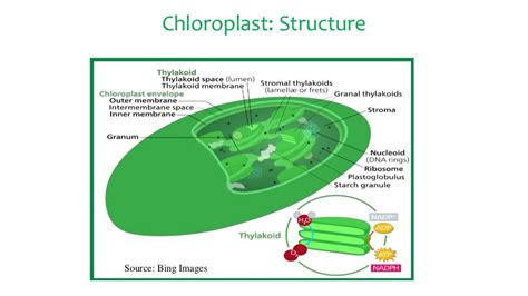 Cellular Organelles Nucleus Mitochondria And Plastids