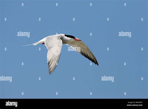 Adult Common Tern in Breeding Plumage in Flight Stock Photo - Alamy