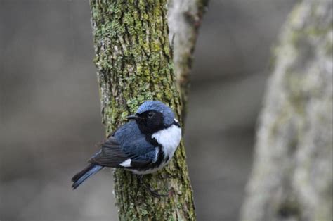 Songbird study reveals changes in fall migration - UPI.com