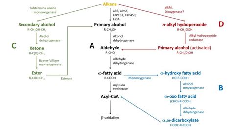 Alkane Aerobic Degradation Pathways A Terminal Oxidation Black