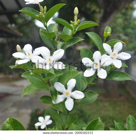 Kemuning Flower Murraya Paniculata Bloom White Stock Photo 2000182151 | Shutterstock