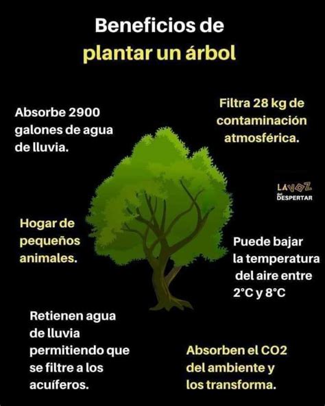 El Rinc N De Sexto A Beneficios De Plantar Un Rbol