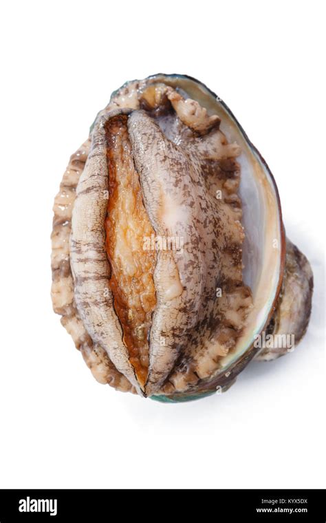 Abalone With Seafood Stock Photo Alamy