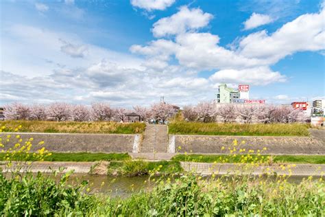 見上げて歩く、桜さんぽ。枚方のおすすめお花見スポット・桜の名所2024【枚方まとめ】 大阪府枚方市の観光情報誌『ひらいろ』