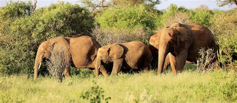 20 Day Best of East Africa Wildlife Safari - Encounter Africa Safaris