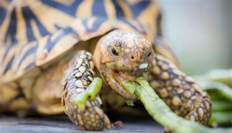 Turtle First Aid – Turtle Not Eating - All Turtles